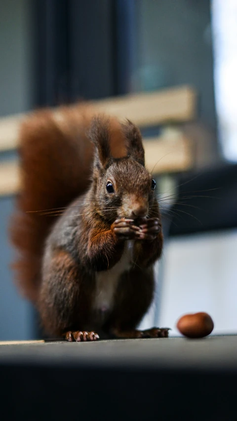 a small squirrel eating an acorn with his hand