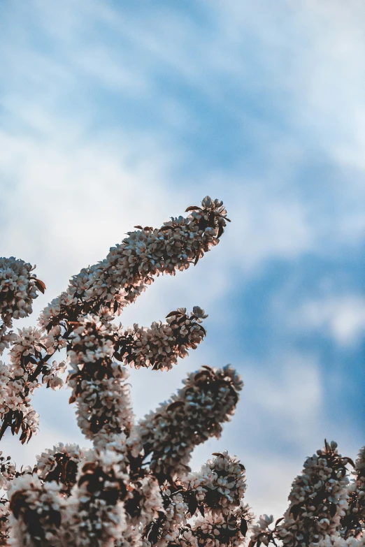 a blue and white sky with a nch covered in flowers