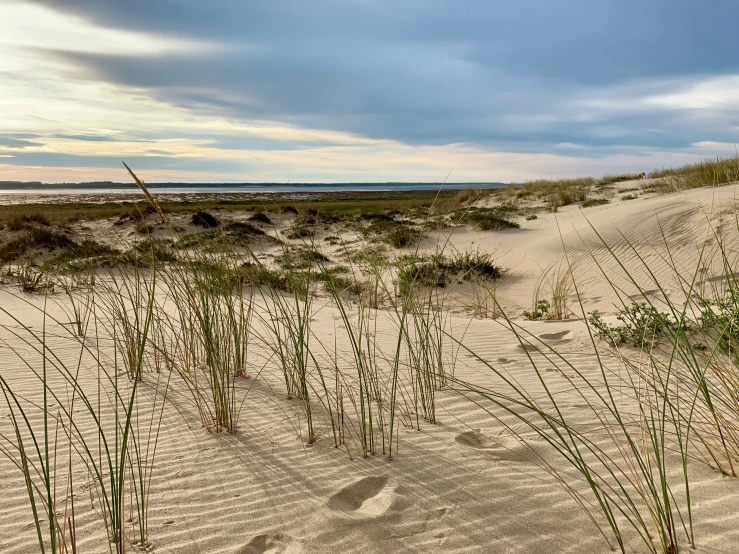 the grass and beach are all green with a little bit blue