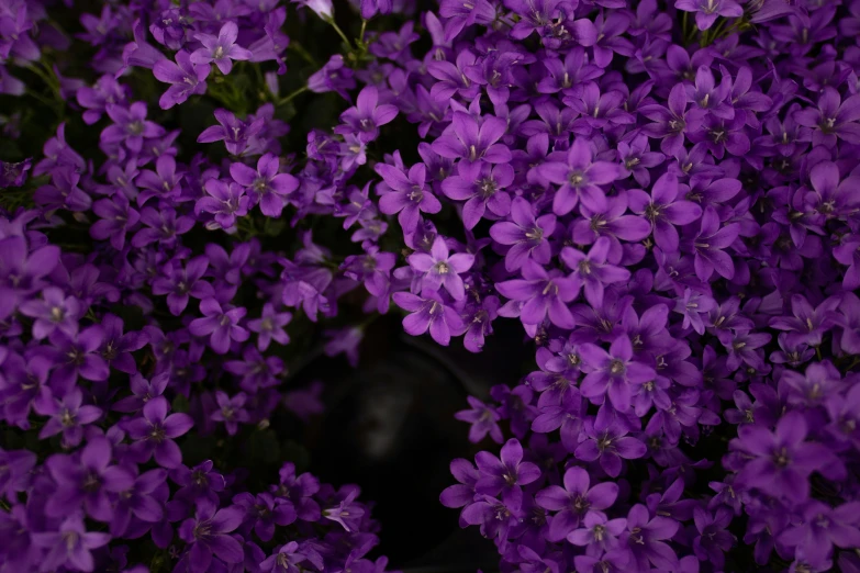 bright purple flowers bloom in the springtime
