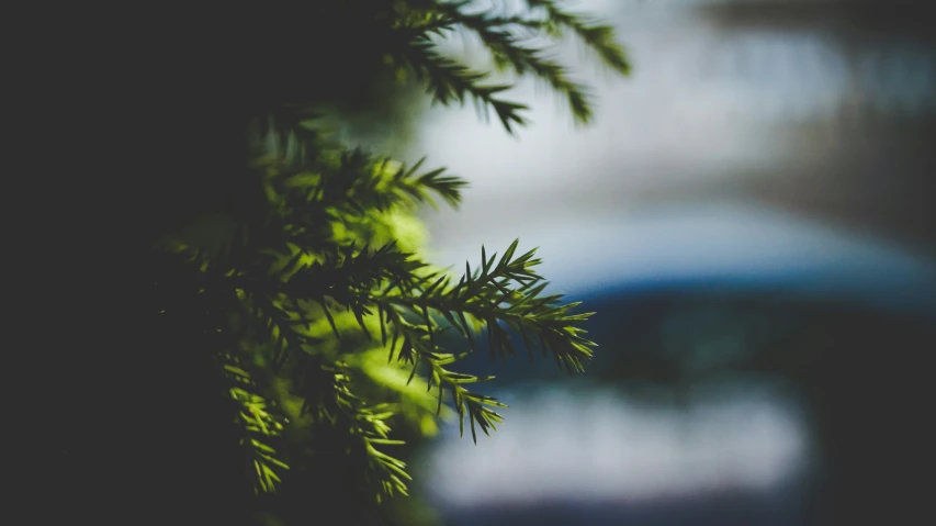 blurry pograph of the leaves of evergreen tree