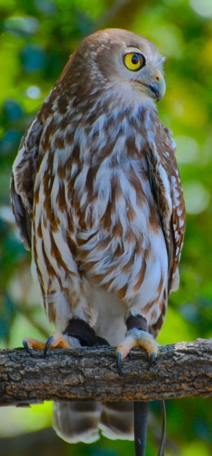 a close up of a bird on a nch