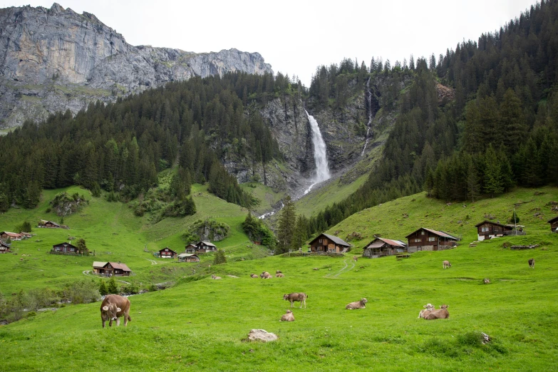 horses grazing in a green field with a large waterfall