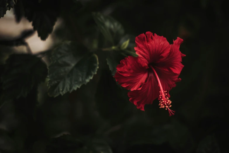 red flower with dark green leaves in the background