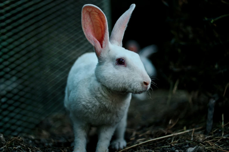 a white rabbit standing on top of dirt in a cage