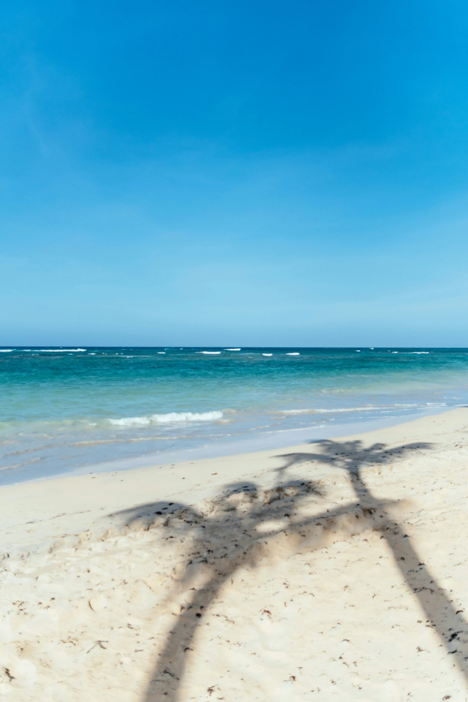 the shadow of a palm tree casts a heart shape in the sand