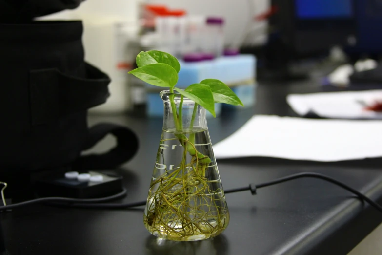 a small glass flask with water and a plant in it