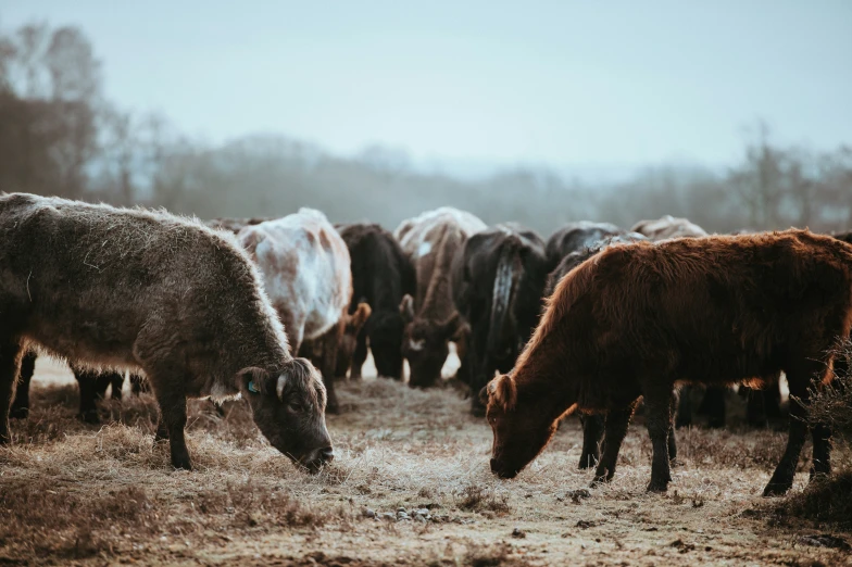 brown cows grazing on the brown grass of a field