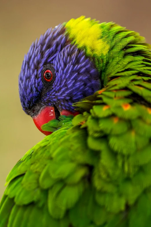 a parrot with green and purple feathers, with its face on the back of another bird