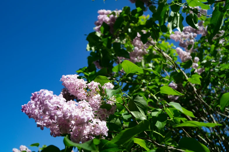 a cluster of pink flowers sitting on top of green leaves