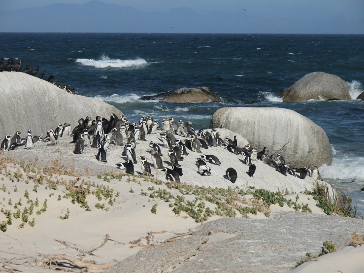 several birds are standing on the sand by the water