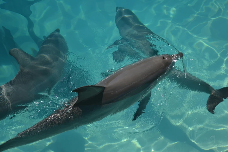 three dolphins swim together in the ocean together