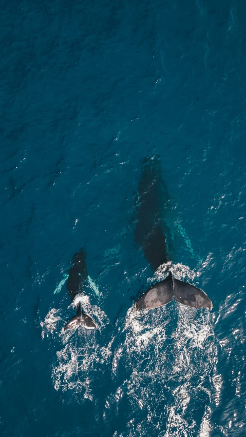 two large, black animals swimming in the ocean