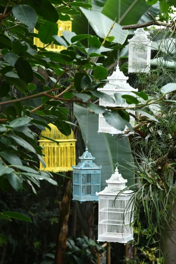 some birds cages hanging from trees in the woods