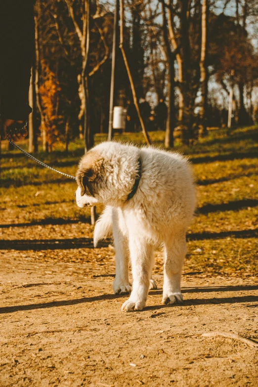 a little white dog standing in the middle of a park