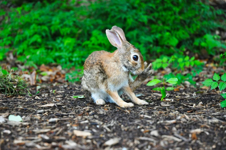 a rabbit rabbit standing on its hind legs eating soing