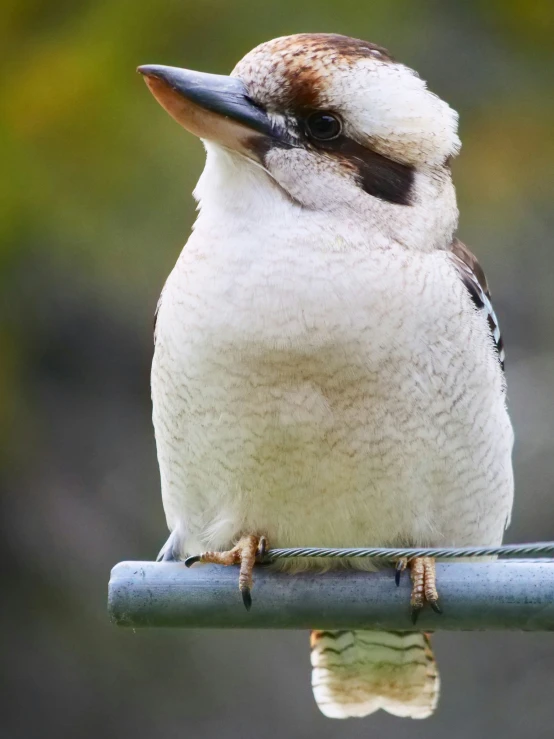 a small bird sitting on a blue post