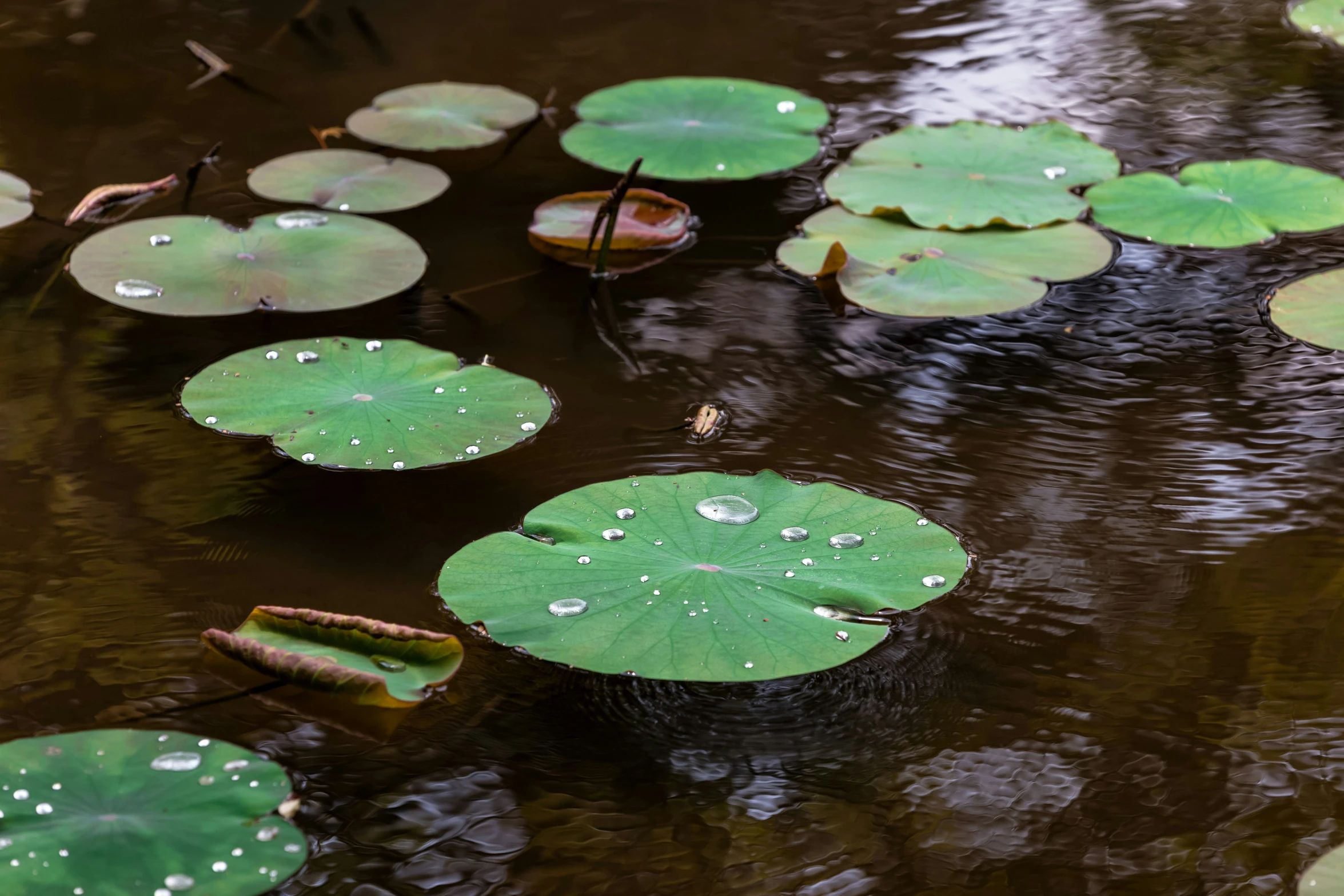 the large green leaves are floating on the water