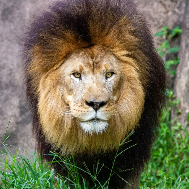 the lion has a fuzzy mane on it's head