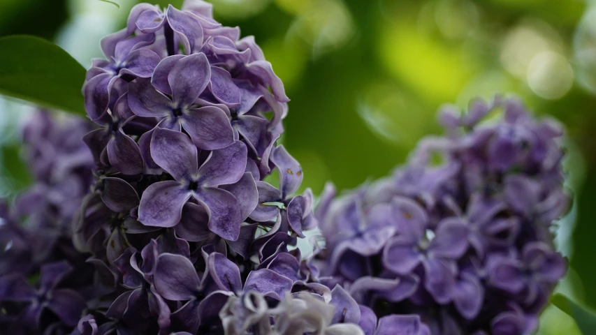 a close up of some purple flowers on a tree