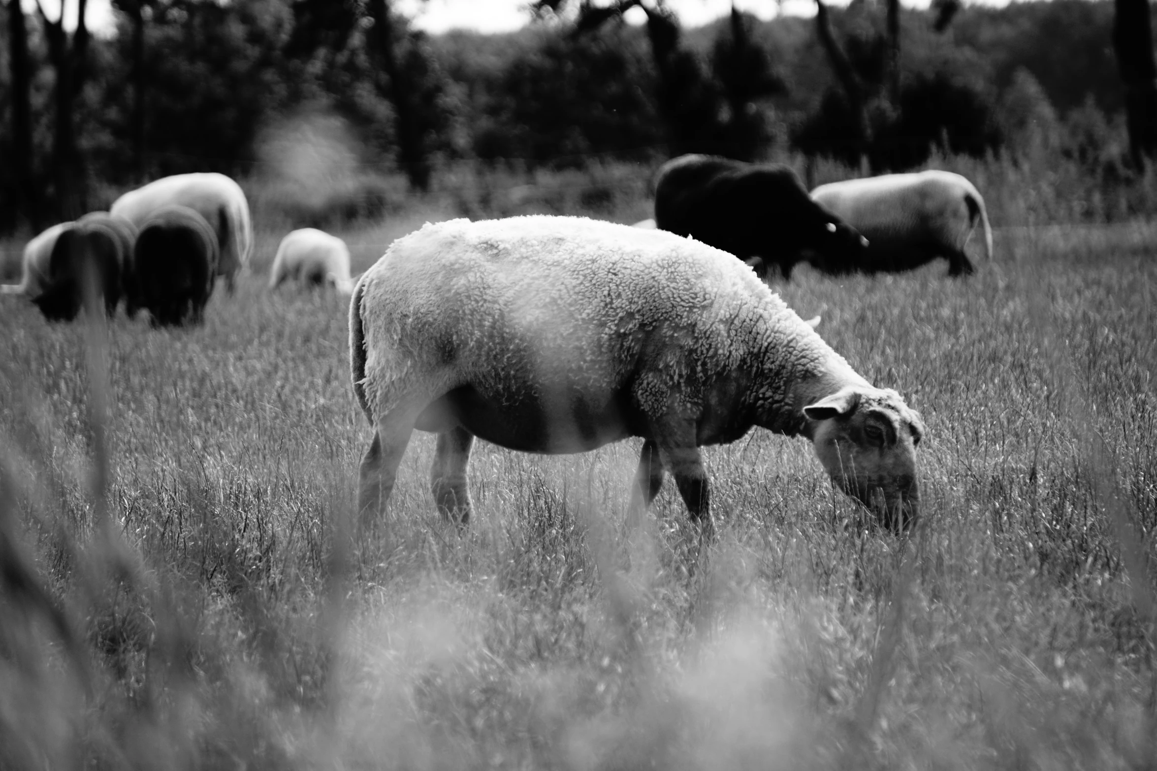 black and white pograph of sheep grazing in grassy field