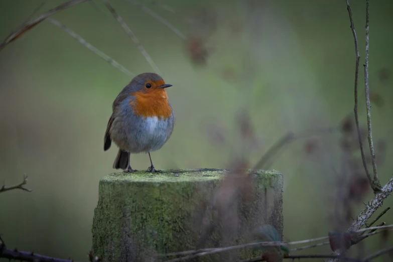 a small bird perched on top of a green stump