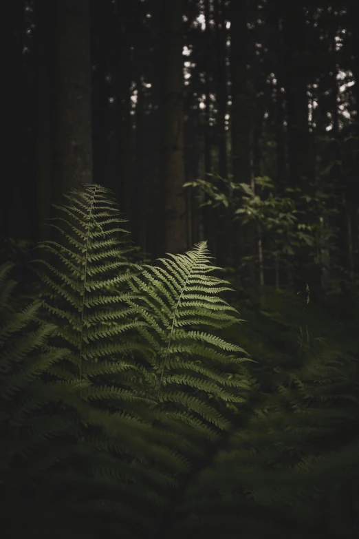 a large fern leaf standing in front of a forest