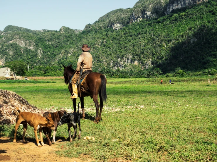 a man riding a horse down a dirt path with dogs and horses in the foreground