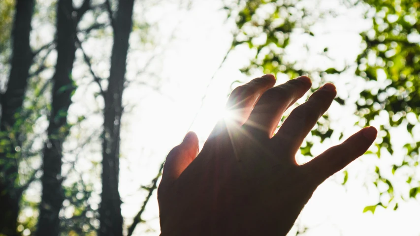 a person reaching out toward the sunlight in a forest