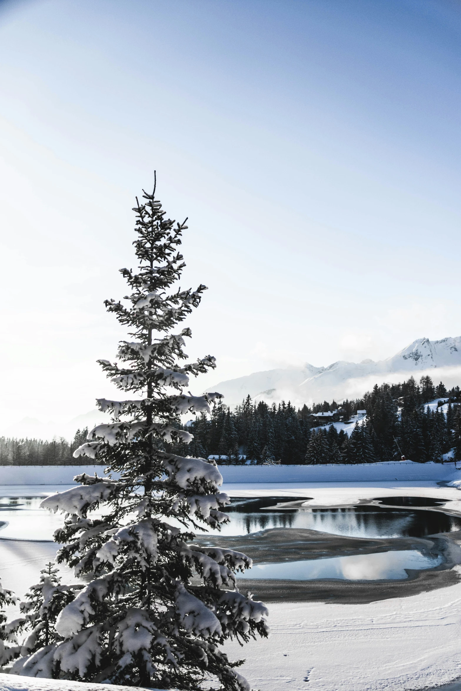 a tree in the middle of a snowy lake