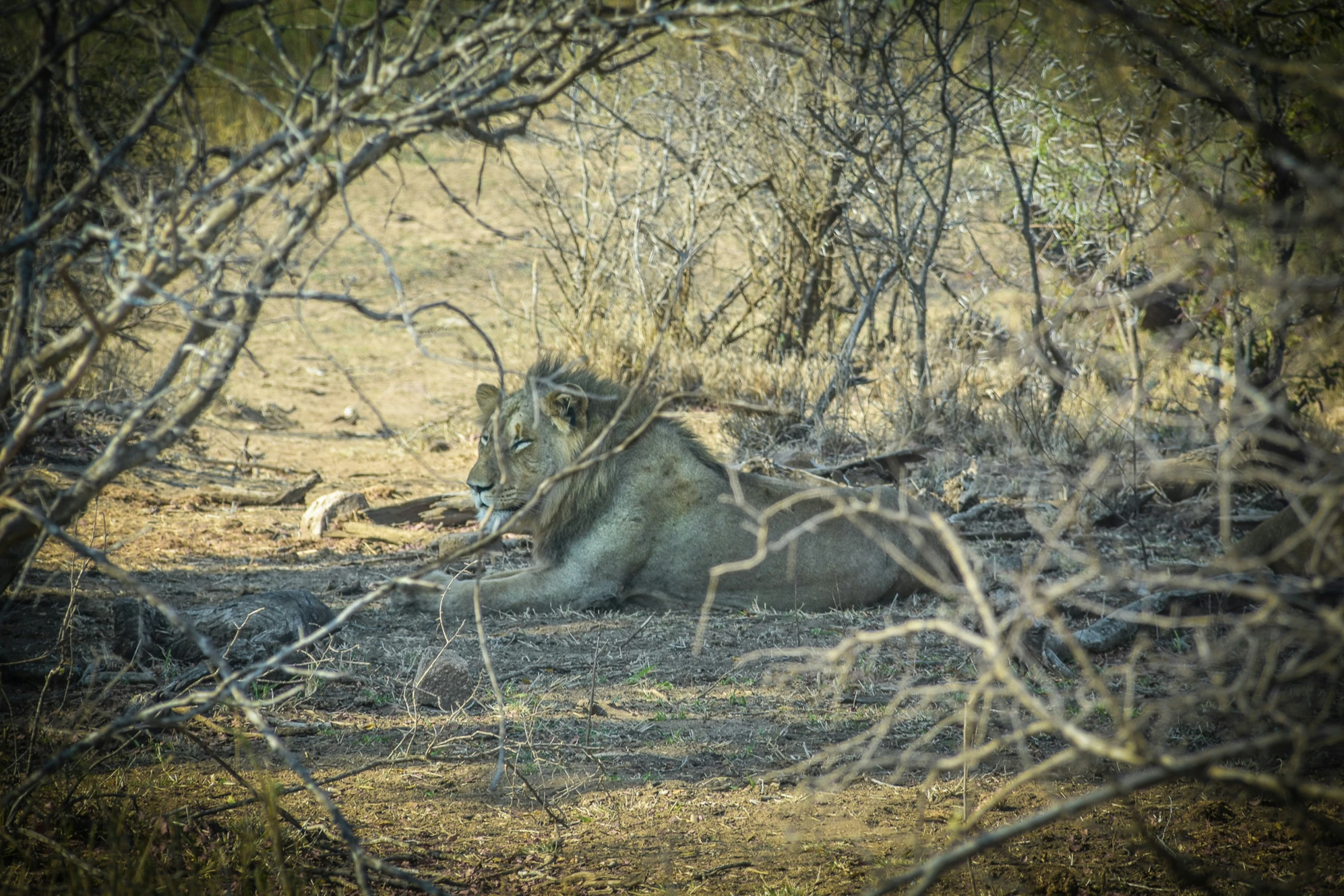 there is a lion that is laying down in the shade