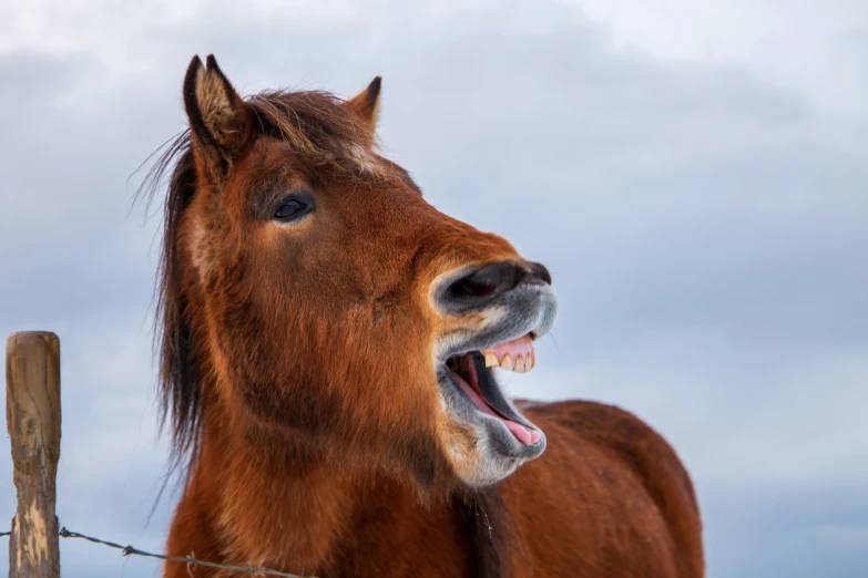 a brown horse is yawning as it stands behind a barbed wire fence