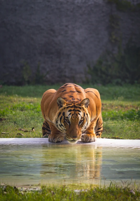 a tiger drinking from a pond next to grassy area