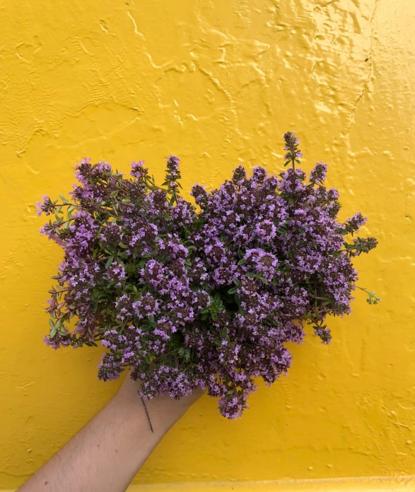 a hand holding flowers on a yellow wall