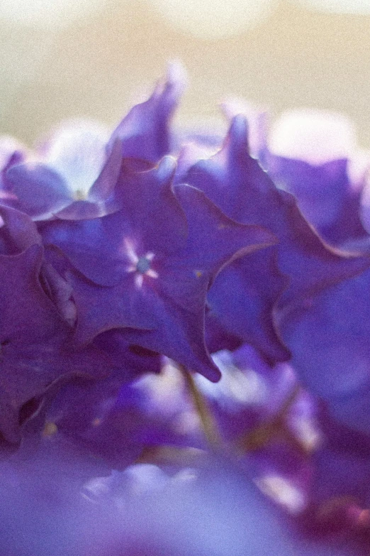 some purple flowers are in a vase