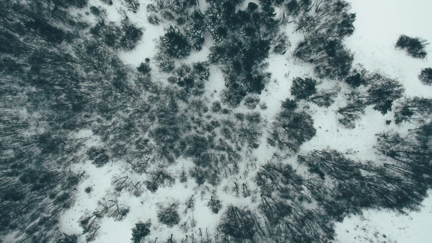 an overhead view of a snowy pine forest
