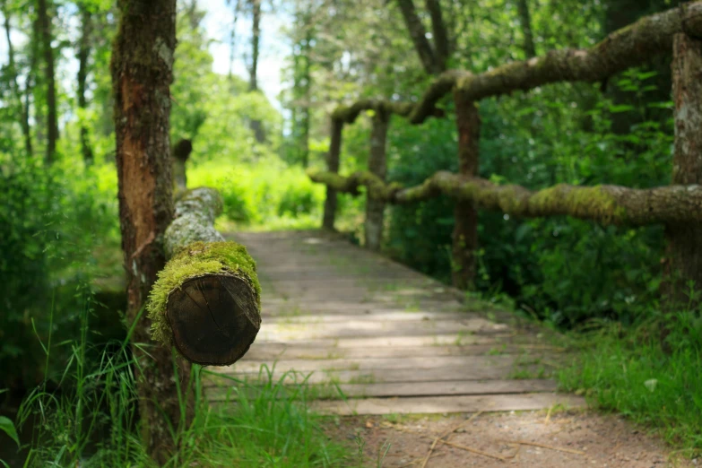 a log is hanging on a tree nch