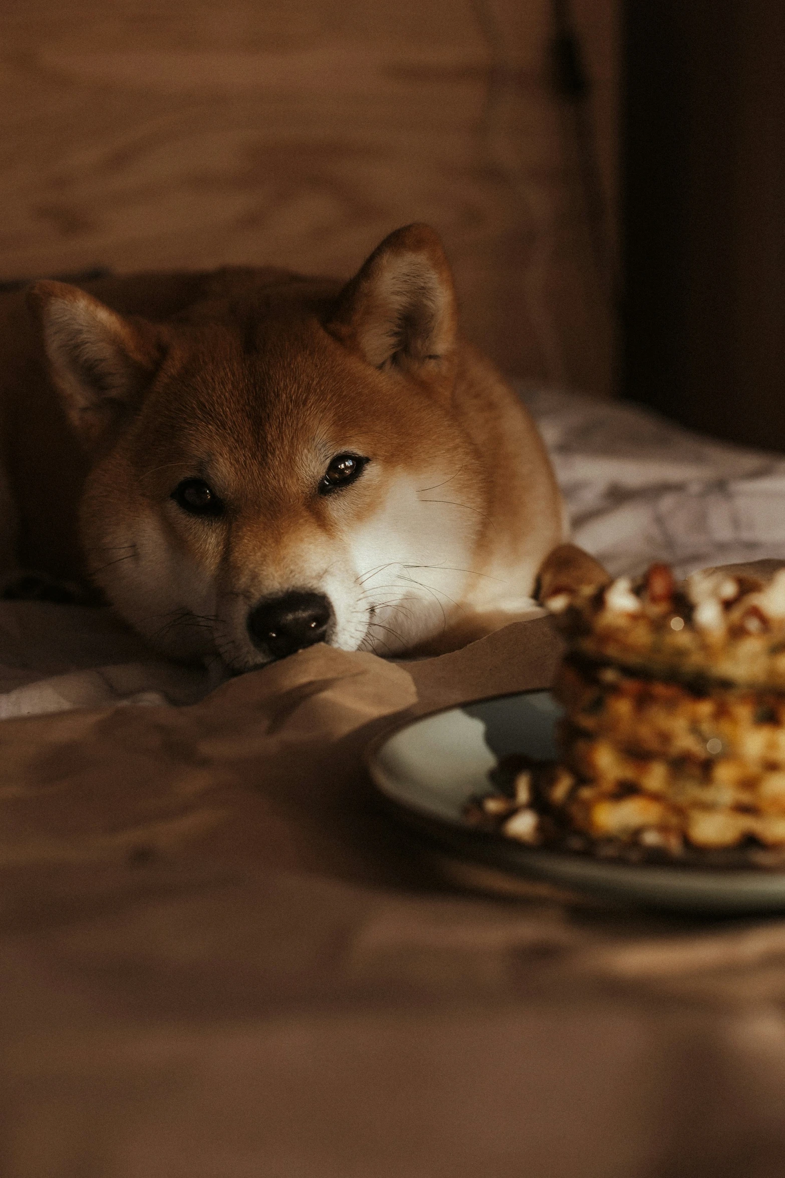 a dog lying down by some food