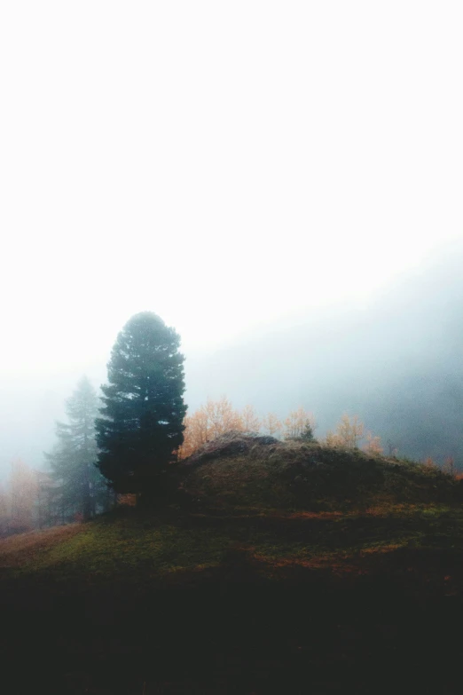 a tree in the foreground is a foggy field