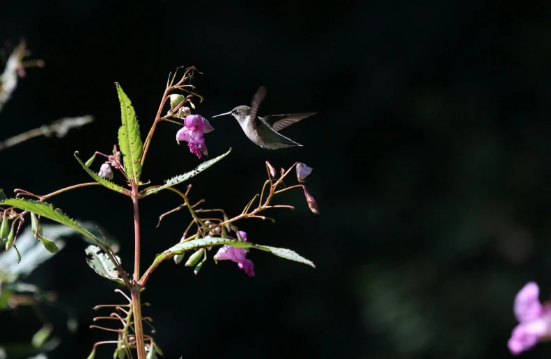 a hummingbird perches on a nch that holds pink flowers
