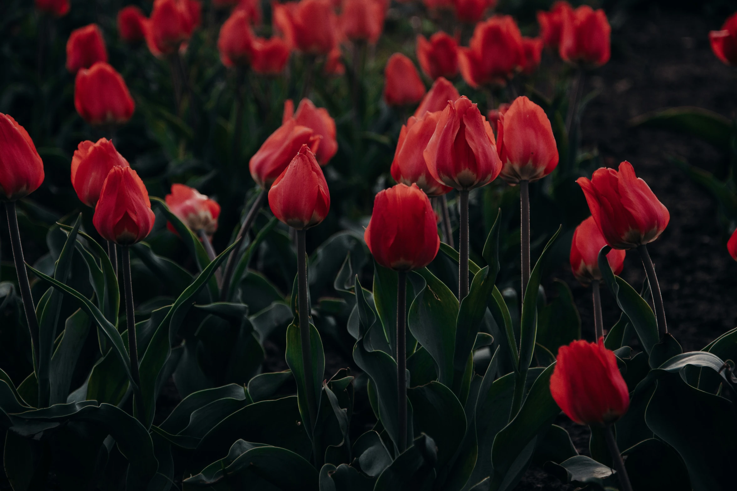 a bunch of red tulips with green leaves in the field