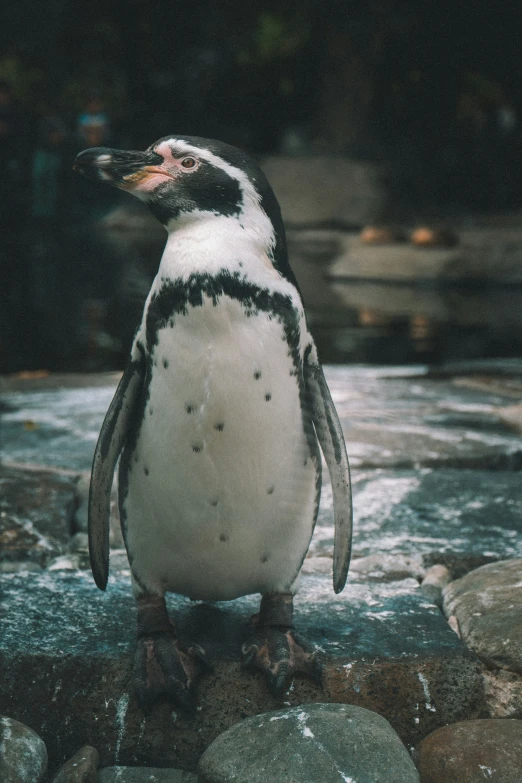 an image of a penguin on a rock with other rocks