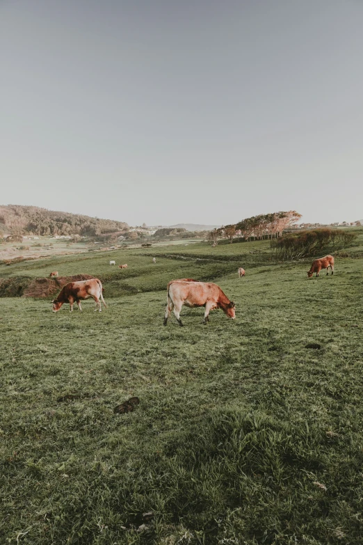 three cows grazing on the grassy plains on a clear day