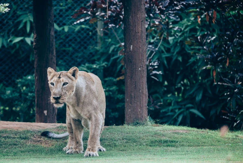 a lion is standing on grass in the jungle