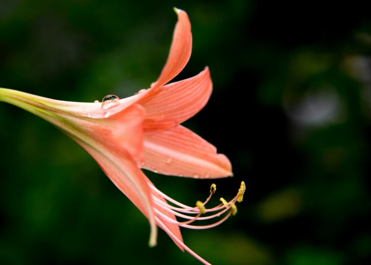 the petals and stigmas of the flower are growing