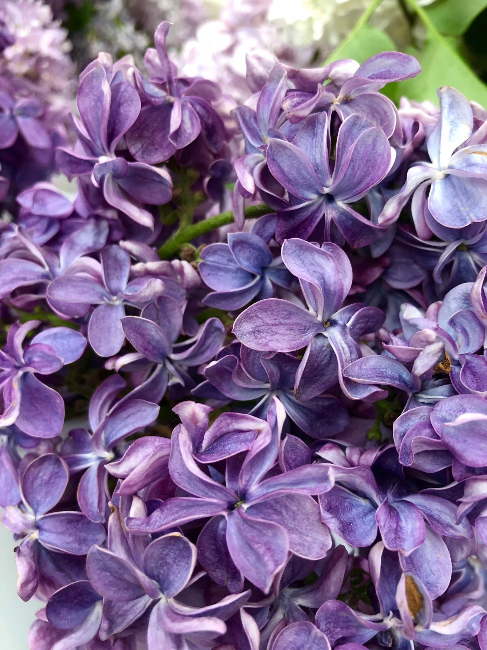 a closeup view of purple flowers