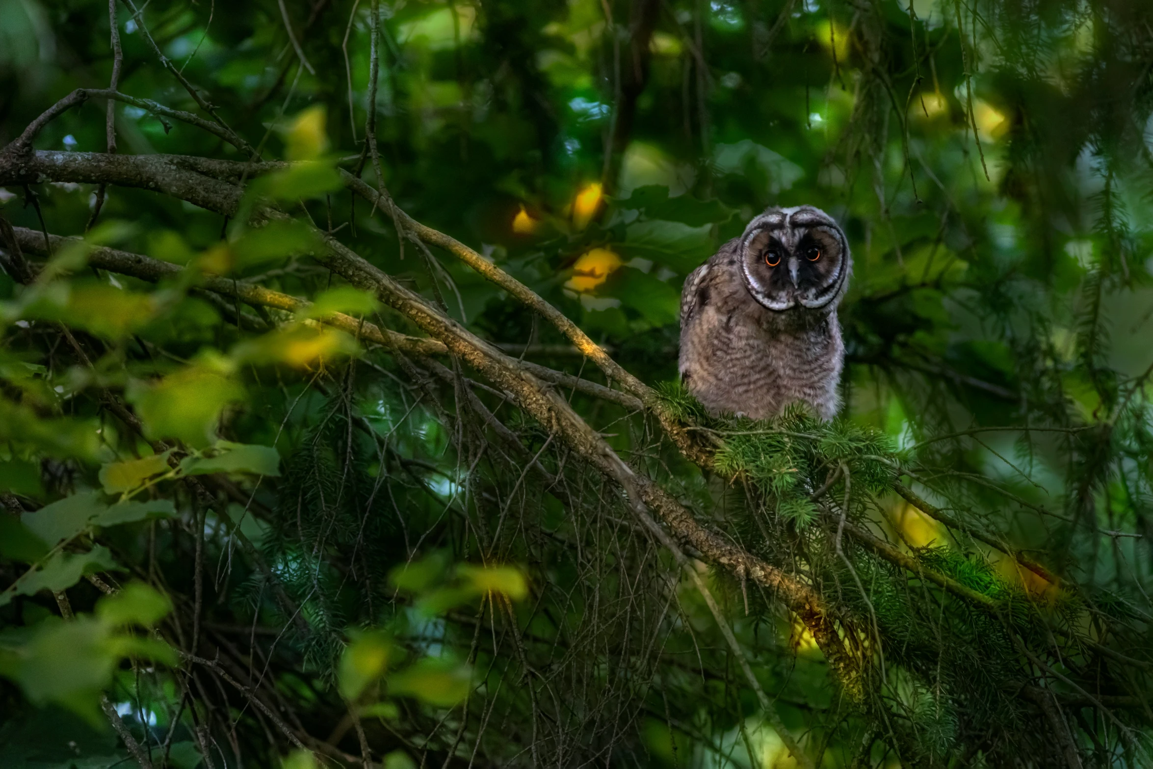 an owl is looking around in the trees