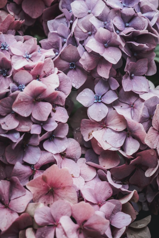 this hydrangea is an example of lavenders for spring