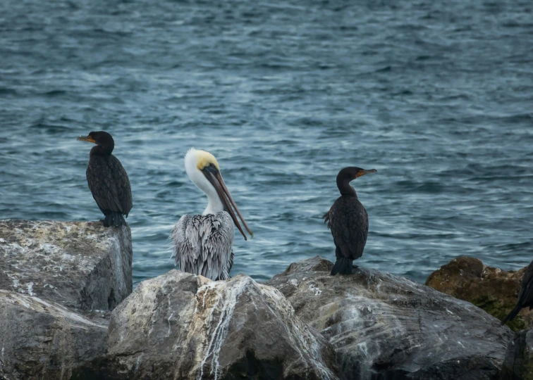 a bird perched on the rocks next to another bird