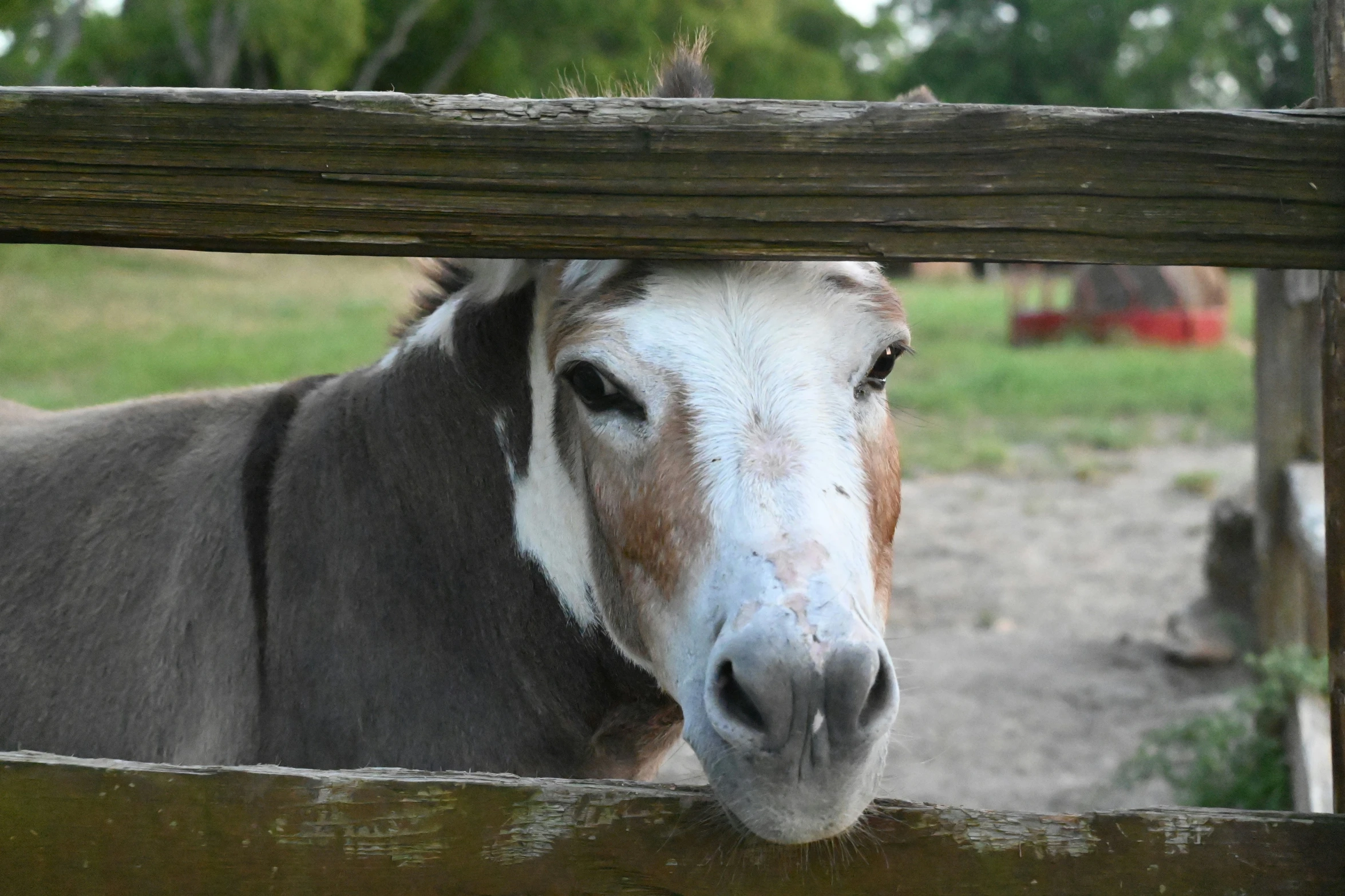 a horse looks over the top of the fence